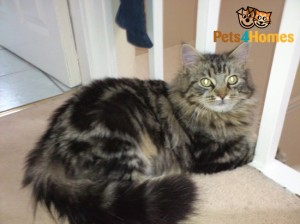 silver tabby maine coon from pets4homes